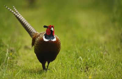 Coq et poule faisane (Marquenterre)