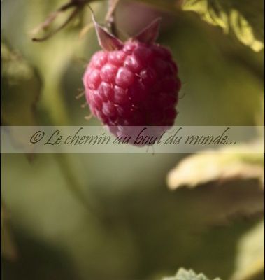 Framboise