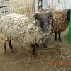 exemple photos et video mouton nain d ouessant***