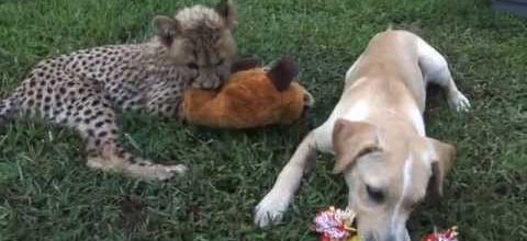 Un bébé guépard et un chiot deviennent copains