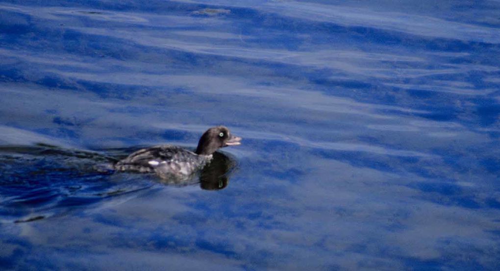 Album - oiseaux et mammifères-d-Alaska