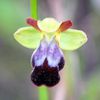 Une orchidée par jour/ Uma orquidea por dia: Ophrys Fusca