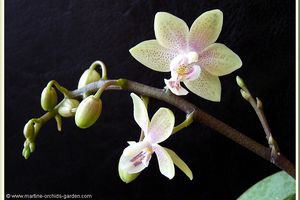 Phalaenopsis Mannandra