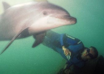 Les dauphins ambassadeurs