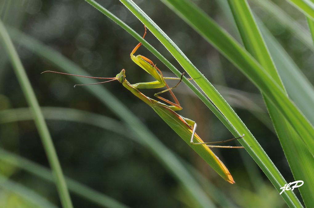 mes photos d'insectes de toutes espèces