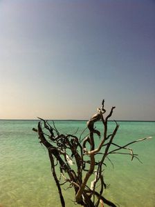 Turquoise ou Turquoise, les Maldives 