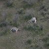 11 ânes sauvages (Burros) abattus en Arizona !