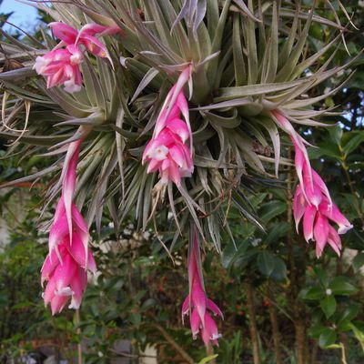 086 - Tillandsia meridionalis, une Bromeliaceae pour l'automne