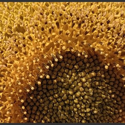 les tournesols du mois de juillet,
