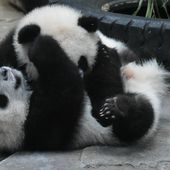 VIDEO. Le classement des animaux les plus mignons de l'année