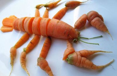 Langouste pour les fêtes