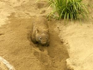 Hier die zweite Ladung an Bildern vom Australia Zoo sowie brandneu von der Lone Pine Koala Sanctuary - enjoy!!!!