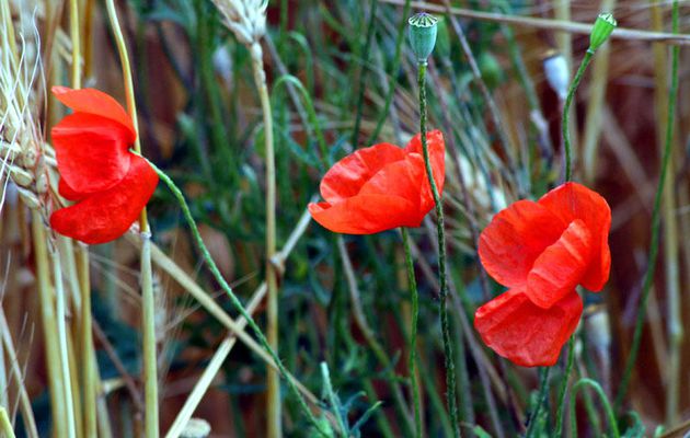 Les coquelicots...