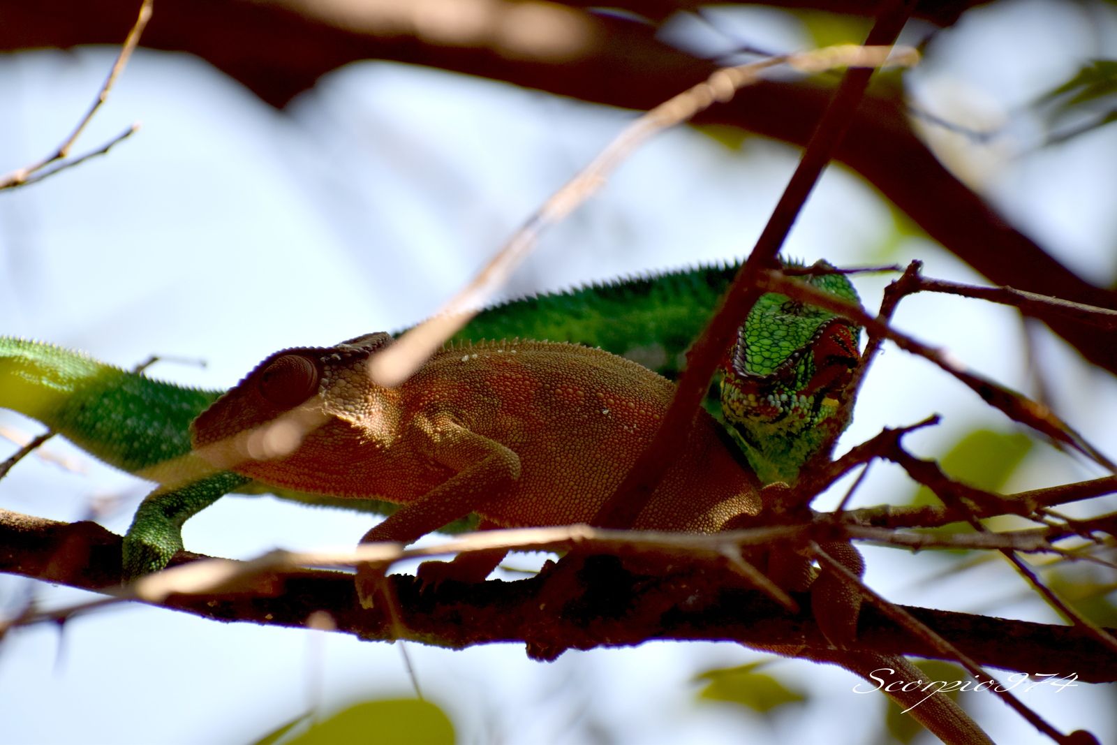 Nature, Nature 974, Nature Réunion, Nature de la Réunion, Nature à la Réunion, faune, faune 974, faune Réunion, faune de la Réunion, faune à la Réunion, animal, animal 974, animal Réunion, animal de la Réunion, animal à la Réunion, reptile, reptile  974, reptile de la Réunion, reptile à la Réunion, reptile Réunion,  le Caméléon, le Caméléon 974, le Caméléon Réunion, le Caméléon de la Réunion, le Caméléon à la Réunion, le Caméléon communs, le Caméléon communs 974, le Caméléon communs Réunion, le Caméléon communs de la Réunion, le Caméléon communs à la Réunion, reptile commun, reptile commun 974, reptile commun Réunion, reptile commun à la Réunion, reptile commun de la Réunion, lézard commun , lézard commun  974, lézard commun  Réunion, lézard commun  de la Réunion, lézard commun  à la Réunion, bête, bête 974, Réunion, bête de la Réunion, bête à la Réunion, grosse bête, grosse bête 974, Réunion, grosse bête de la Réunion, grosse bête à la Réunion, bête à quatre pattes, bête à quatre pattes  à la Réunion, bête à quatre pattes  Réunion, bête à quatre pattes 974, bête à quatre pattes de la Réunion, animaux Réunion, animaux Réunion, animaux de la Réunion, animaux à la Réunion, Caméléon vert, Caméléon vert Réunion, Caméléon vert 974, Caméléon vert de la Réunion, Caméléon vert à la Réunion, Caméléon vert, Caméléon vert de la Réunion, Caméléon vert à la Réunion, Caméléon panthère, Caméléon panthère 974, Caméléon panthère Réunion, Caméléon panthère de la Réunion, Caméléon panthère à la Réunion,  Endormi, Endormi 974, Endormi Réunion, Endormi de la Réunion, Endormi à la Réunion, Lézard Caméléon, Lézard Caméléon 974, Lézard Caméléon Réunion, Lézard Caméléon de la Réunion, Lézard Caméléon à la Réunion,  Furcifer pardalis (Cuvier, 1829), Furcifer pardalis (Cuvier, 1829) 974, Furcifer pardalis (Cuvier, 1829) Réunion, Furcifer pardalis (Cuvier, 1829) de la Réunion, Furcifer pardalis (Cuvier, 1829) à la Réunion, espèce protégée, espèce protégée 974, espèce protégée Réunion, espèce protégée de la Réunion, espèce protégée  à la Réunion, Caméléon orange, Caméléon orange 974, Caméléon orange Réunion, Caméléon orange de la Réunion, Caméléon orange à la Réunion, Caméléon orange vert, espèce protégée 974, espèce protégée Réunion, espèce protégée de la Réunion, espèce protégée à la Réunion, faune protégé, faune protégé 974, faune protégé Réunion, faune protégé de la Réunion, faune protégé à la Réunion, communs, communs Réunion, communs 974, communs de la Réunion, communs à la Réunion, introduite, introduite 974, introduite Réunion, introduite de la Réunion, introduite à la Réunion, espèce introduite, espèce introduite 974, espèce introduite Réunion, espèce introduite de la Réunion, espèce introduite à la Réunion, Caméléon protégé, Caméléon protégé 974, Caméléon protégé Réunion, Caméléon protégé de la Réunion, Caméléon protégé à la Réunion, culture, culture 974, culture Réunion, culture de la Réunion, culture à la Réunion, Caméléons protégés 974, Caméléons protégés Réunion, Caméléons protégés de la Réunion, Caméléons protégés à la Réunion, caméléon furcifer, caméléon furcifer 974, caméléon furcifer Réunion, caméléon furcifer de la Réunion, caméléon furcifer à la Réunion, Caméléon Endormi, Caméléon Endormi 974, Caméléon Endormi Réunion, Caméléon Endormi de la Réunion, Tetrapoda, Tetrapoda 974, Tetrapoda Réunion, Tetrapoda de la Réunion, Tetrapoda à la Réunion, Tetrapoda communs, Tetrapoda communs 974, Tetrapoda communs Réunion, Tetrapoda communs de la Réunion, Tetrapoda communs à la Réunion, vertu Caméléon vert,  vertu Caméléon vert 974, vertu Caméléon vert Réunion, vertu Caméléon vert de la Réunion, vertu Caméléon vert à la Réunion, Chamaeleo pardalis (Cuvier, 1829),  Chamaeleo pardalis (Cuvier, 1829) 974, Chamaeleo pardalis (Cuvier, 1829) Réunion, Chamaeleo pardalis (Cuvier, 1829) de la Réunion, Chamaeleo pardalis (Cuvier, 1829) à la Réunion, Chamaeleo pardalis Cuvier 1829,  Chamaeleo pardalis Cuvier 1829 Réunion,  Chamaeleo pardalis Cuvier 1829 de la Réunion,  Chamaeleo pardalis Cuvier 1829 à la Réunion,  Chamaeleo pardalis Cuvier,  Chamaeleo pardalis Cuvier 974,  Chamaeleo pardalis Cuvier Réunion,  Chamaeleo pardalis Cuvier de la Réunion,  Chamaeleo pardalis Cuvier à la Réunion,  Lézard Caméléon Endormie, Lézard Caméléon Endormie 974, Lézard Caméléon Endormie Réunion, Lézard Caméléon Endormie de la Réunion, Lézard Caméléon Endormie à la Réunion, espèce introduite,  espèce introduite 974,  espèce introduite Réunion,  espèce introduite de la Réunion,  espèce introduite à la Réunion, introduite,  introduite 974,  introduite Réunion,  introduite de la Réunion,  introduite à la Réunion, espèce animal,  espèce animal 974, espèce animal Réunion, espèce animal de la Réunion, espèce animal à la Réunion, animal introduit,  animal introduit Réunion,  animal introduit de la Réunion,  animal introduit à la Réunion,  espèce d'animal introduit,  espèce d'animal introduit 974,  espèce d'animal introduit Réunion,  espèce d'animal introduit de la Réunion,  espèce d'animal introduit à la Réunion,  espèces d'animaux introduits, espèces d'animaux introduits 974, espèces d'animaux introduits Réunion, espèces d'animaux introduits de la Réunion, espèces d'animaux introduits à la Réunion, espèce animale introduite,  espèce animale introduite Réunion,  espèce animale introduite de la Réunion,  espèce animale introduite à la Réunion,  espèces animales introduites,  espèces animales introduites 974,  espèces animales introduites Réunion,  espèces animales introduites de la Réunion,  espèces animales introduites à la Réunion,Furcifer pardalis,  Furcifer pardalis 974,  Furcifer pardalis Réunion,  Furcifer pardalis de la Réunion,  Furcifer pardalis à la Réunion, Furcifer pardalis (Cuvier, 1829),  Furcifer pardalis (Cuvier, 1829) 974, Furcifer viridis (Gray, 1846) Réunion, Furcifer pardalis (Cuvier, 1829) de la Réunion, Furcifer pardalis (Cuvier, 1829) à la Réunion, Furcifer pardalis Cuvier 1829,  Furcifer pardalis Cuvier 1829 Réunion,  Furcifer pardalis Cuvier 1829 de la Réunion,  Furcifer pardalis Cuvier 1829 à la Réunion,  Furcifer pardalis Cuvier,  Furcifer pardalis Cuvier 974,  Furcifer pardalis Cuvier Réunion,  Furcifer pardalis Cuvier de la Réunion,  Furcifer pardalis Cuvier à la Réunion, Betavulgaris var. rapacea (W.D.J.Koch), Furcifer pardalis 974, Furcifer pardalis Réunion, Furcifer pardalis de la Réunion, Furcifer pardalis à la Réunion,   lézard introduit 974, lézard introduit Réunion, lézard introduit de la Réunion, lézard introduit à la Réunion, espèce de lézard protégée 1913,  espèce de lézard protégée 1913 Réunion,  espèce de lézard protégée 1913 de la Réunion,  espèce de lézard protégée 1913 à la Réunion,  espèce de lézard protégée,  espèce de lézard protégée 974,  espèce de lézard protégée Réunion,  espèce de lézard protégée de la Réunion,  espèce de lézard protégée à la Réunion, lézard gris, reptile envahissant974, reptile envahissant Réunion, reptile envahissant de la Réunion, reptile envahissant à la Réunion, reptile nuisible,  reptile nuisible 974, reptile nuisible Réunion, reptile nuisible de la Réunion, reptile nuisible à la Réunion, animaux à quatre pattes,  animaux à quatre pattes Réunion,  animaux à quatre pattes de la Réunion,  animaux à quatre pattes à la Réunion,  reptiles nuisibles,  reptiles nuisibles 974,  reptiles nuisibles Réunion,  reptiles nuisibles de la Réunion,  reptiles nuisibles à la Réunion, lézard introduit, lézard changeant de couleur 974, lézard changeant de couleur Réunion, lézard changeant de couleur de la Réunion, lézard changeant de couleur à la Réunion, couple, couple 974, couple Réunion, couple de la Réunion, couple à la Réunion, copulation, copulation 974, copulation Réunion, copulation à la Réunion, copulation de la Réunion, accouplement, accouplement 974, accouplement Réunion, accouplement de la Réunion, accouplement à la Réunion, accouplement de lézard, accouplement de lézard 974, accouplement de lézard Réunion, accouplement de lézard à la Réunion,  accouplement de lézard de la Réunion, accouplement de caméléon, accouplement de caméléon 974, accouplement de caméléon Réunion, accouplement de caméléon à la Réunion