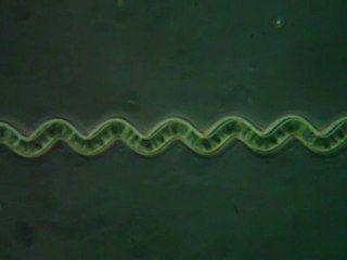 spiruline en live