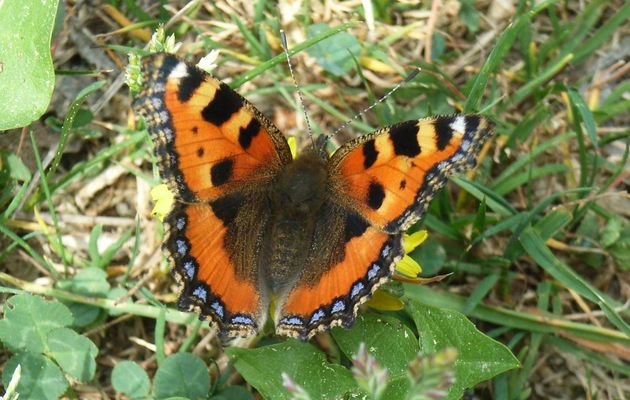 La Petite Tortue (Aglais urticae)