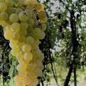 #Trebbiano Producers North Coast California Vineyards 