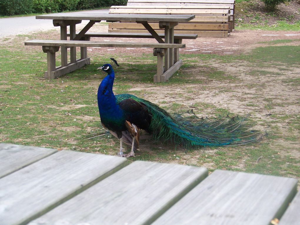 Album - 2011-2012-Parc-des-Oiseaux