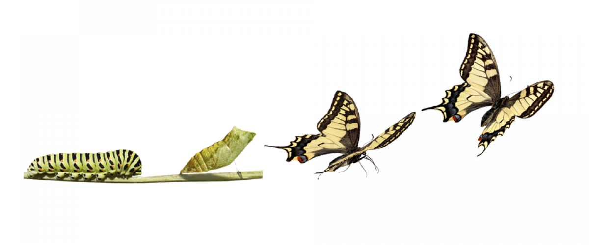 Le coaching perceptif