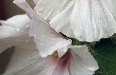 Après la pluie..