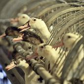 Des villes françaises bannissent le foie gras des cantines et des événements publics