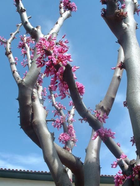 les plus belles fleurs sont encore plus belles de près, regardez bien les détails, vous serez étonnés.