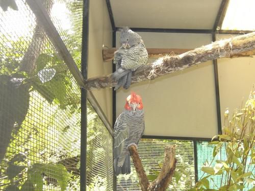 Hier die zweite Ladung an Bildern vom Australia Zoo sowie brandneu von der Lone Pine Koala Sanctuary - enjoy!!!!