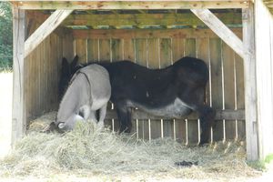 Grands espaces et cheval malade