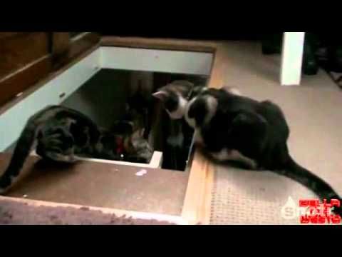 Un Chat Qui En Pousse Un Autre Xd Video Chat Drole Humour Insolite