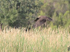 Circus aeruginosus (femelle)