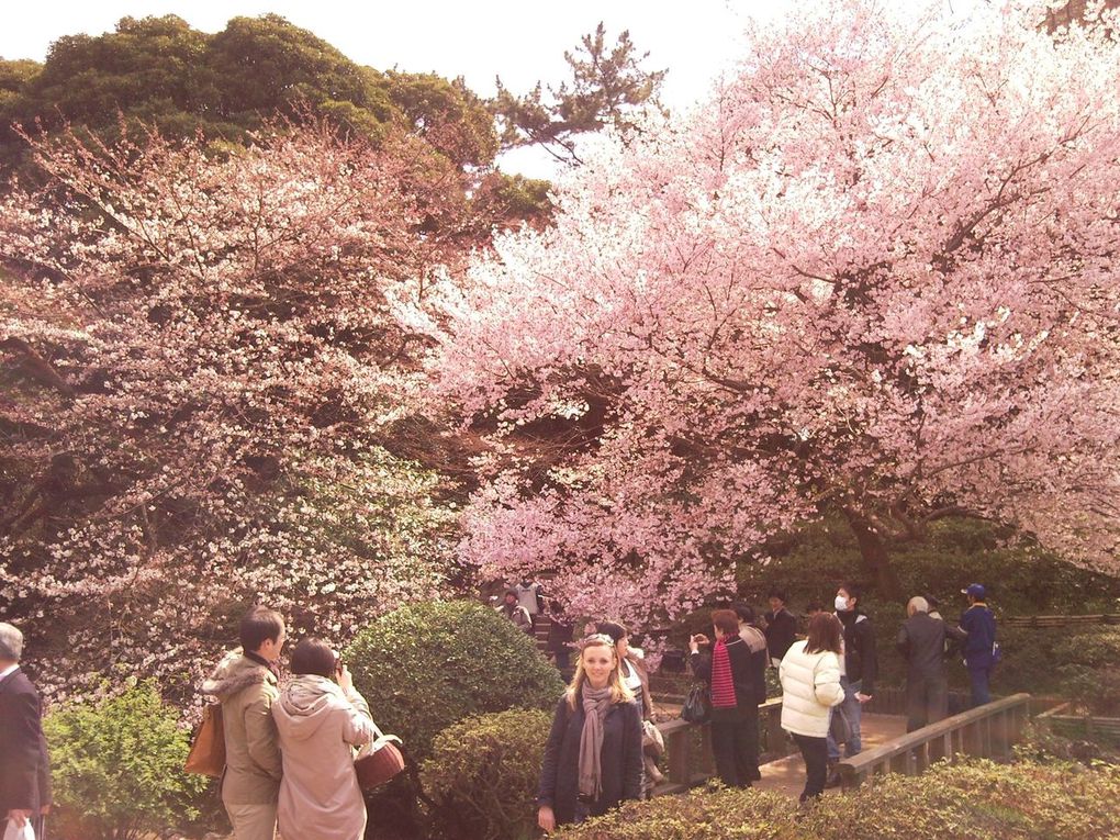 Avant que le printemps n'arrive nous avons passé un weekend au ski avec l'association des français du Japon, puis les fleurs des Sakura si attendues ici sont arrivées!