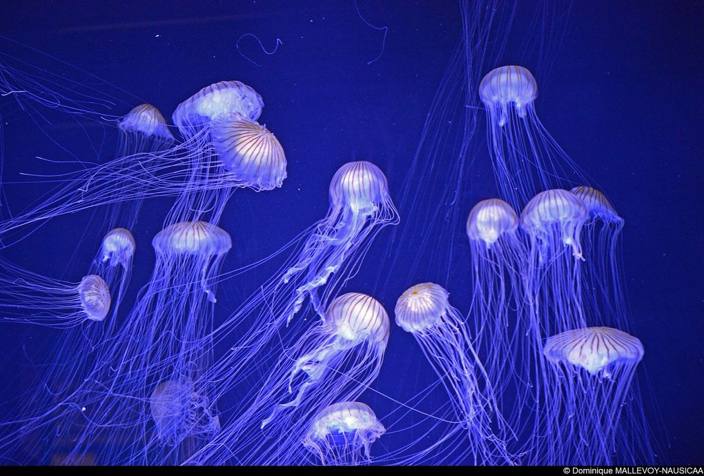 Nausicaa au coeur de l'environnement