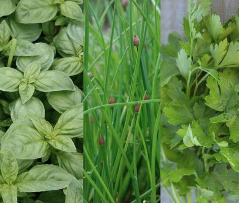 Des herbes fraiches et locales à la cantine