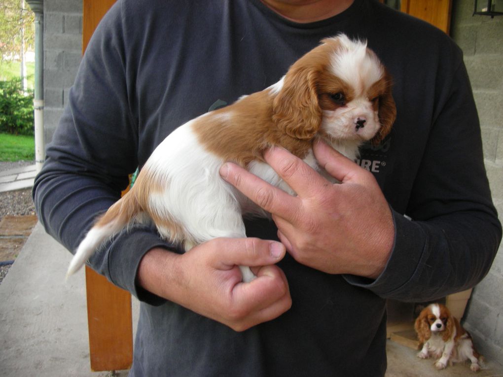 Album - Cavalier  adultes et leurs chiots