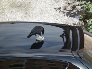 Une auto, un corbeau...