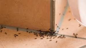 Que faire pour se débarrasser des fourmis sur mon balcon ? 