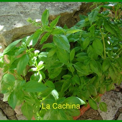 Tian de légumes provençaux