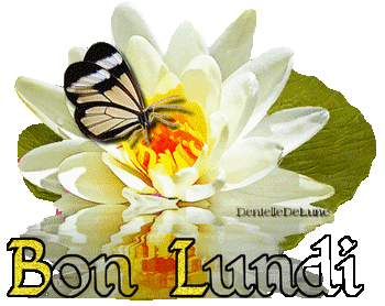 Gif animé Bon Lundi avec papillon sur fleur de nénuphar - les gifs animés  de dentelledelune