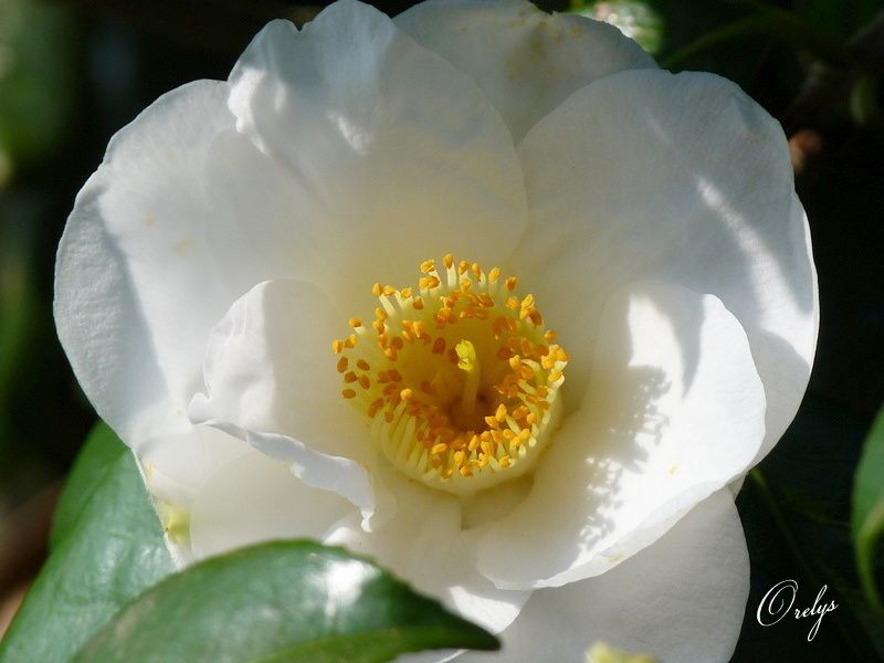 Album - Lumière-des-fleurs