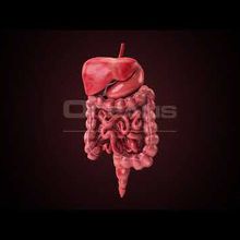 Digestive System Model with 3D Animation