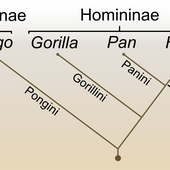 Stammesgeschichte des Menschen - Wikipedia