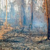 Alerta verde: como os indígenas vêm sentindo as mudanças climáticas na floresta