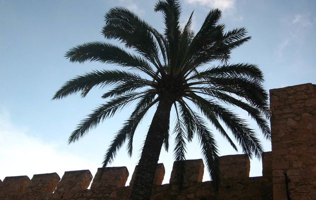 Le palmier d'Elche - Photom@rie 2007
