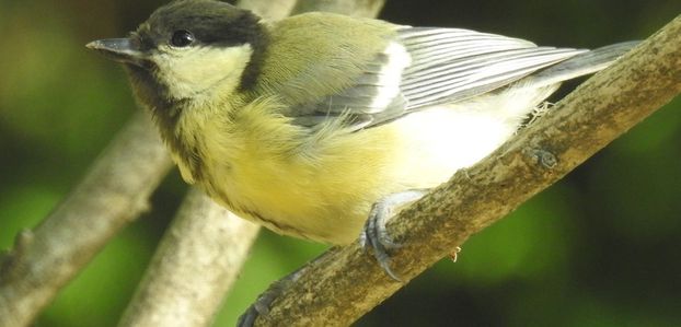 Des astuces pour convaincre les oiseaux de nicher dans votre jardin...