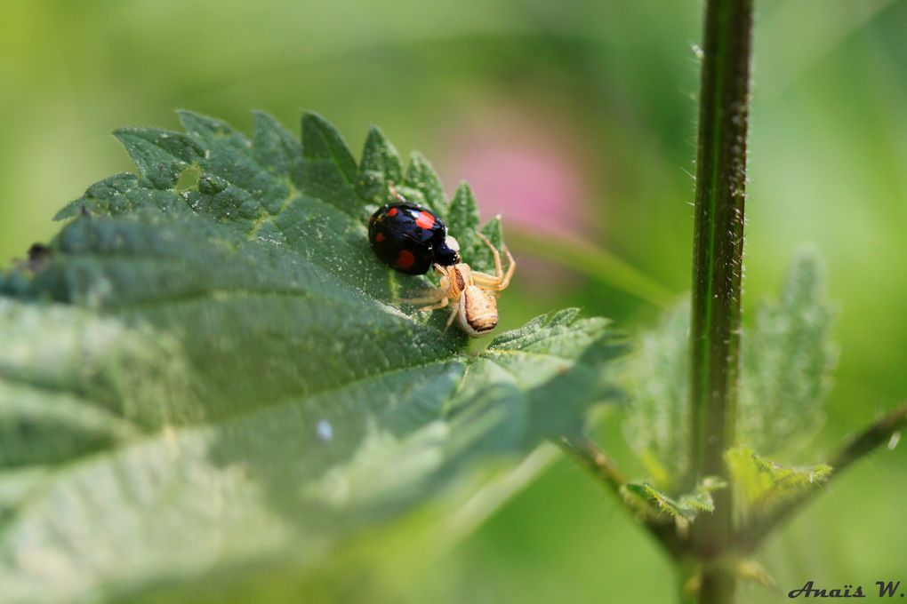 Album - Insectes