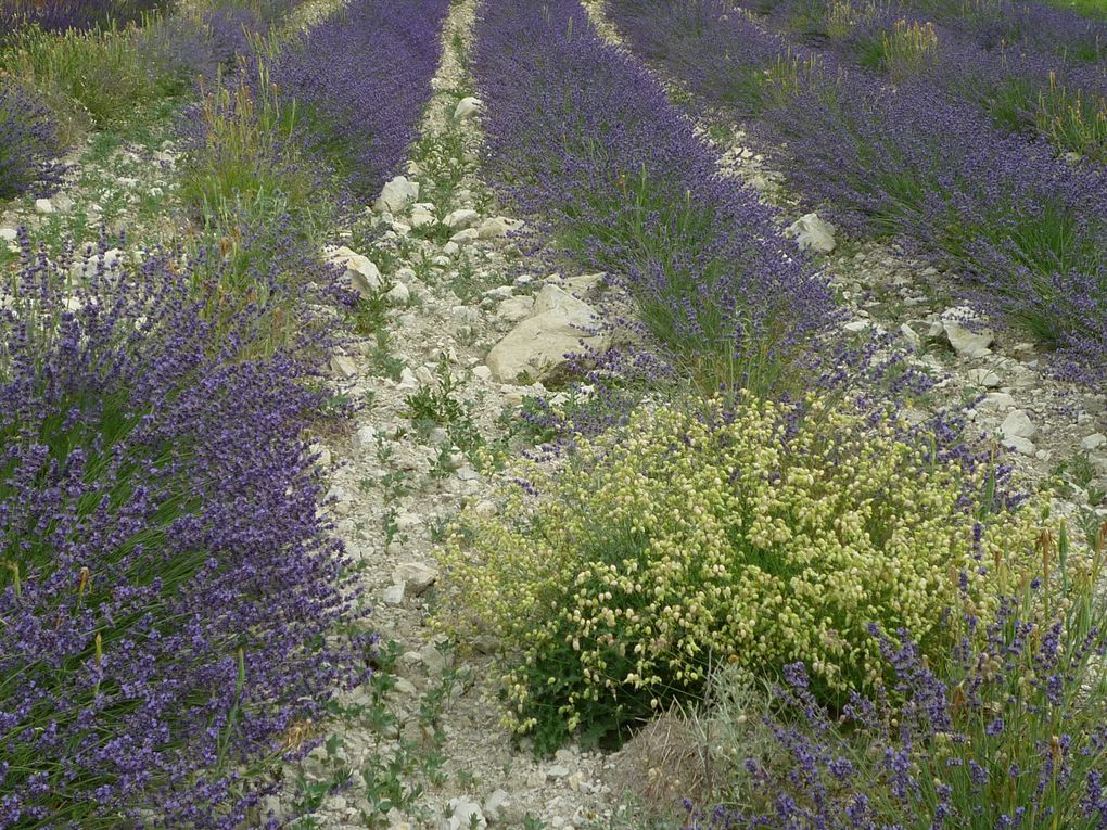 Album - lavande-en-provence