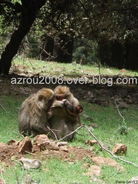 macaques de Barbarie (Macaca sylvanus) ou singe magot, dans une forêt de cèdres du moyen-Atlas marocain