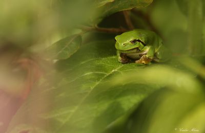 Rainette verte (Hyla arborea)