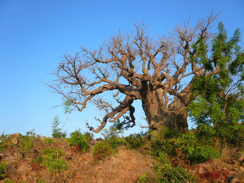 Album - Paysages d'Afrique / African landscapes 2010