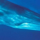 Avalé par une baleine, un plongeur recraché vivant